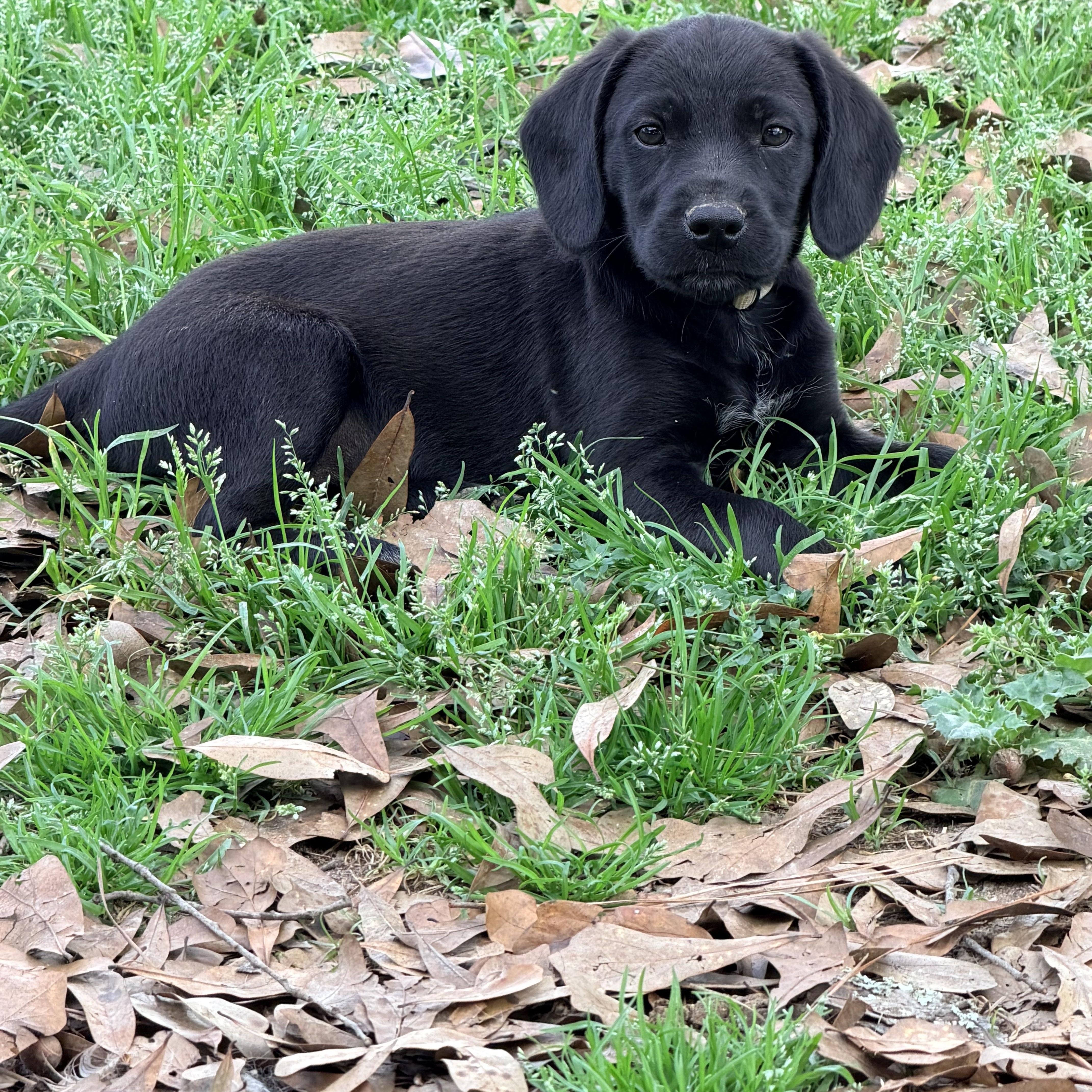 Enlarge Balou, a ADOPTABLE mixed breed in Baker, LA image 3/6