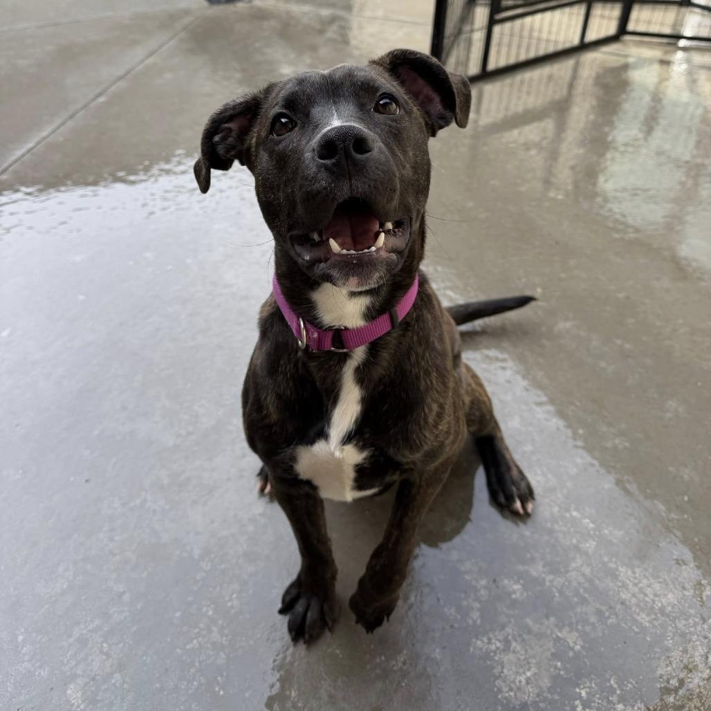 Ansley, a Adoptable mixed breed in Parkersburg, WV image 1/5