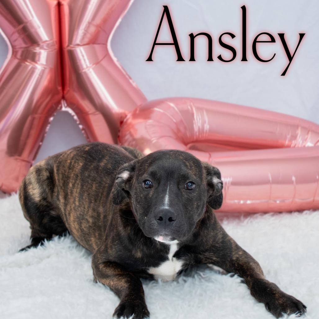 Ansley, a Adoptable mixed breed in Parkersburg, WV image 2/5