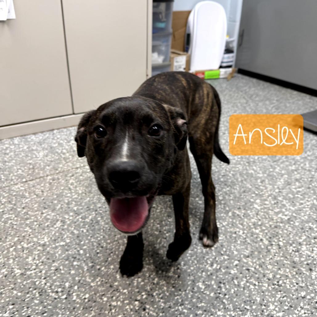 Ansley, a Adoptable mixed breed in Parkersburg, WV image 3/5