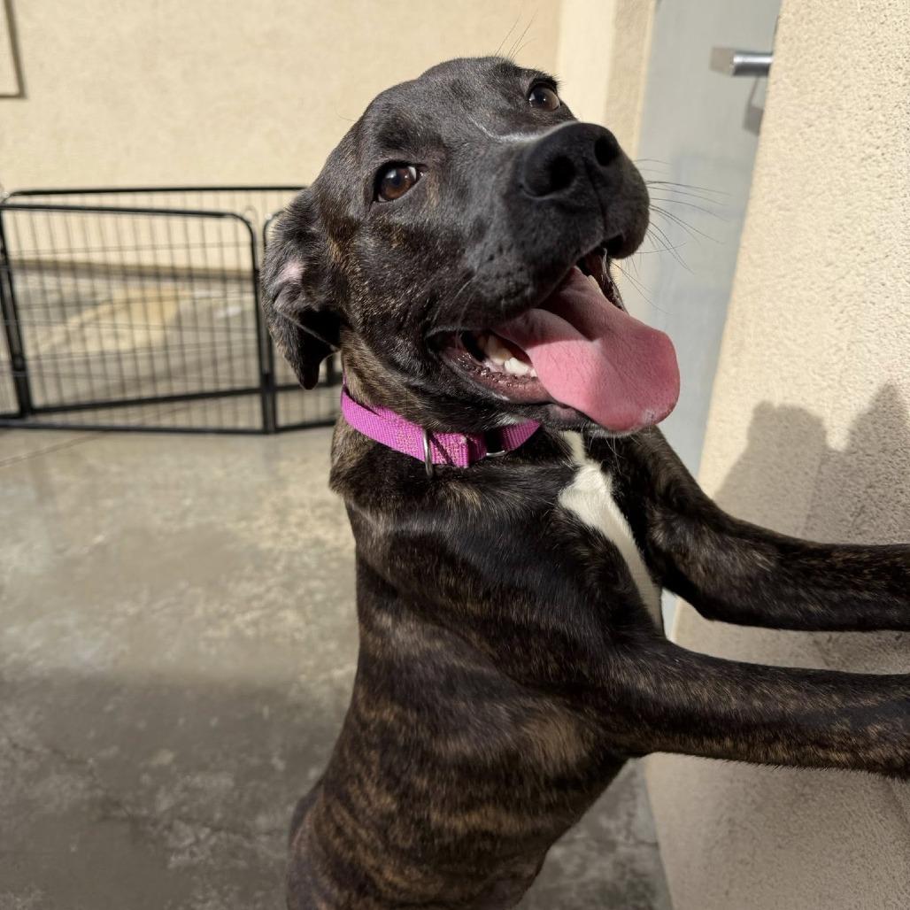 Ansley, a Adoptable mixed breed in Parkersburg, WV image 4/5