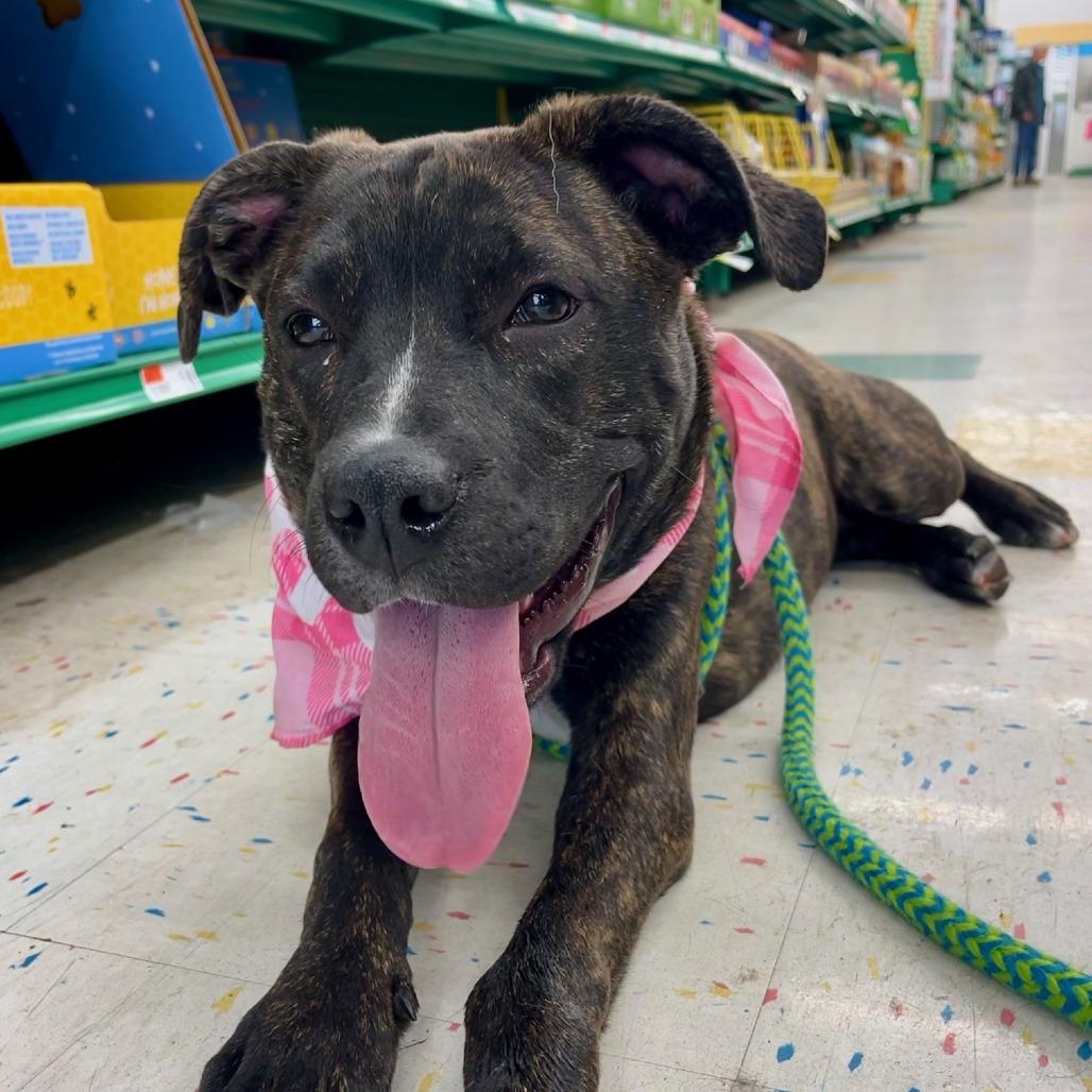 Ansley, a Adoptable mixed breed in Parkersburg, WV image 5/5