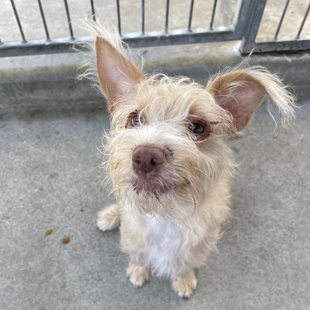 Harley, Adoptable, Young Female Terrier.