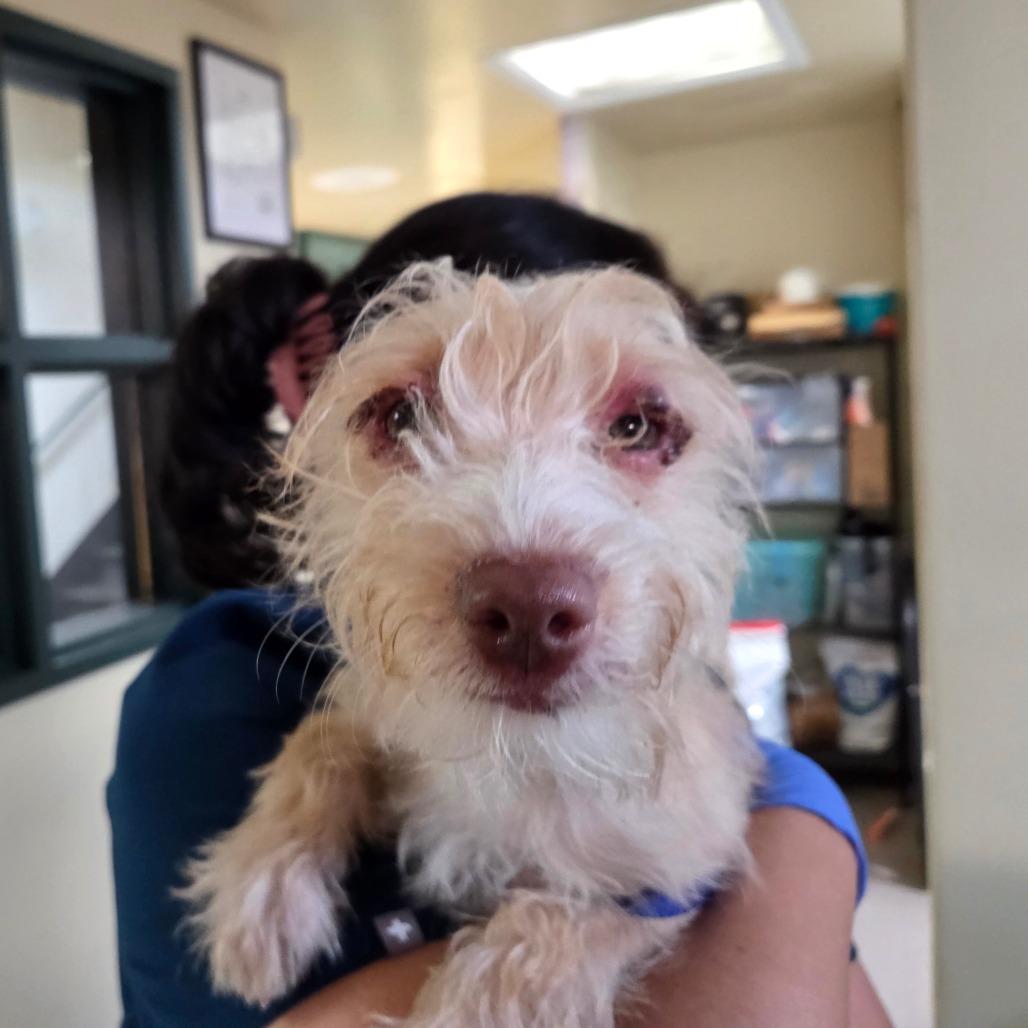 Enlarge Harley, a Adoptable Terrier in Pasadena, CA image 2/2