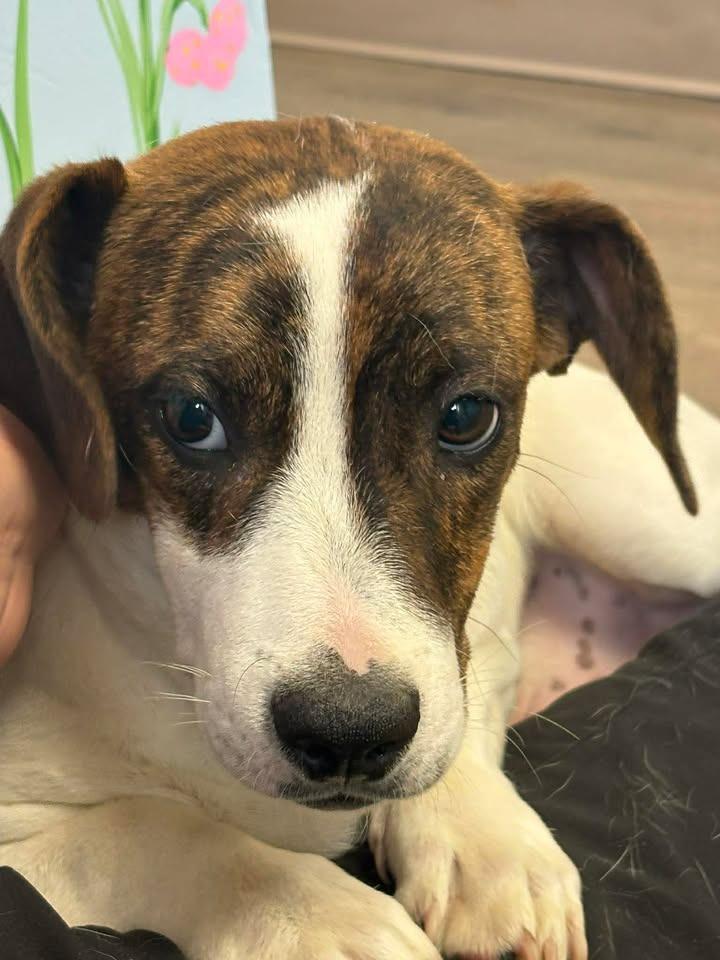 Willie, Adoptable, Puppy Male Hound.