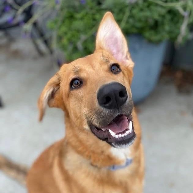 Birdie, ADOPTABLE, Young Female Husky.