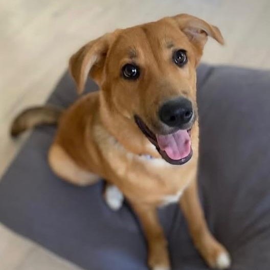 Birdie, a ADOPTABLE Husky in Citrus Heights, CA image 2/6