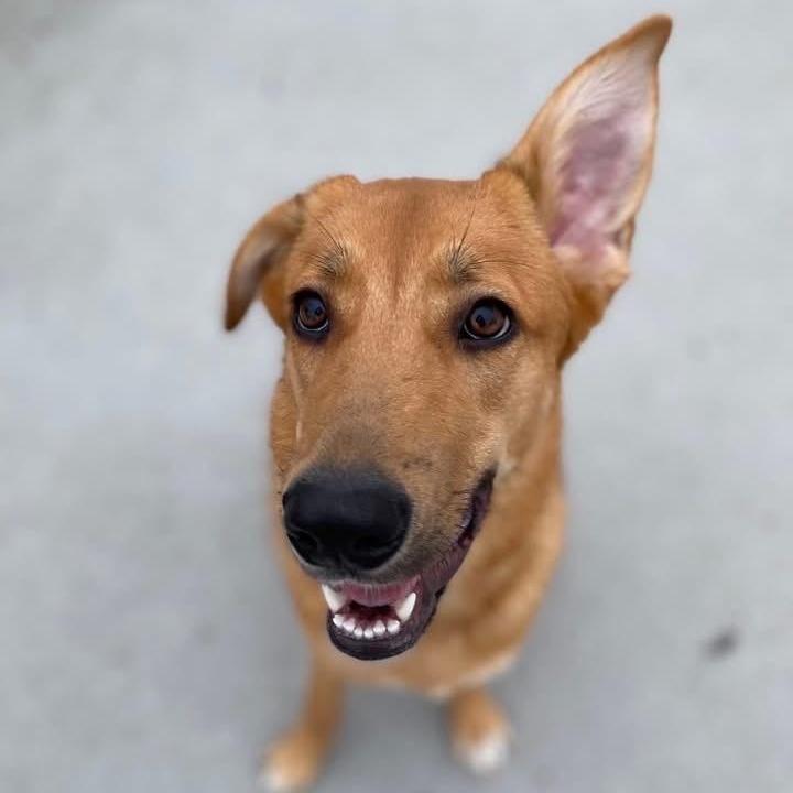 Birdie, a ADOPTABLE Husky in Citrus Heights, CA image 3/6