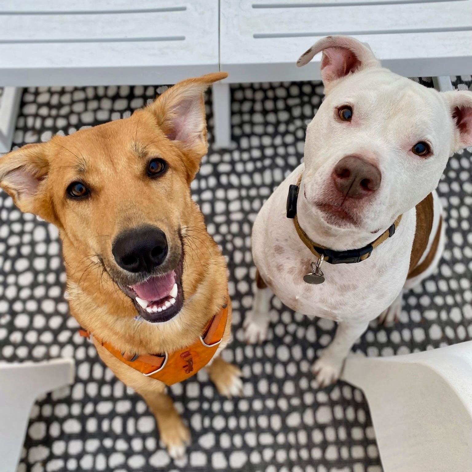 Birdie, a ADOPTABLE Husky in Citrus Heights, CA image 4/6