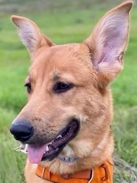 Birdie, a ADOPTABLE Husky in Citrus Heights, CA image 5/6