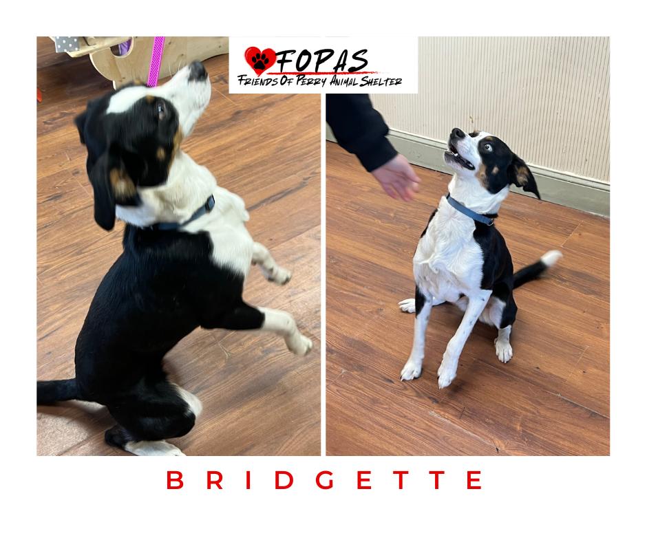 BRIDGETTE, ADOPTABLE, Young Female Jack Russell Terrier.