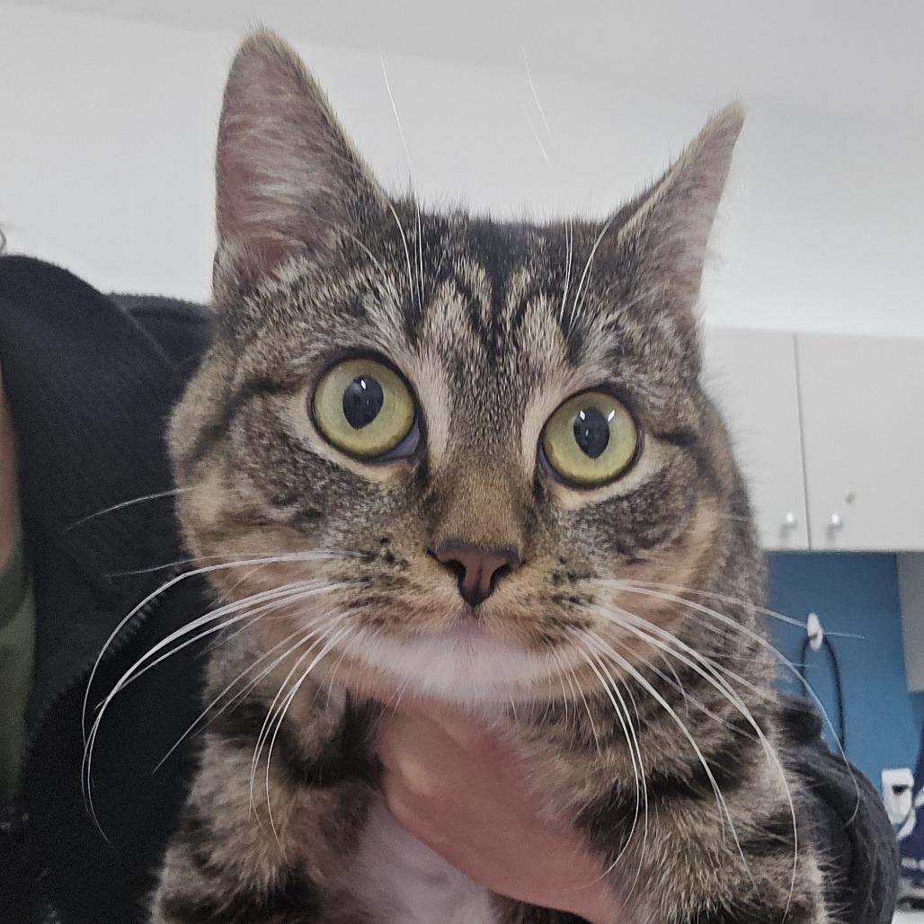 Mia, Adoptable, Young Female Domestic Short Hair.