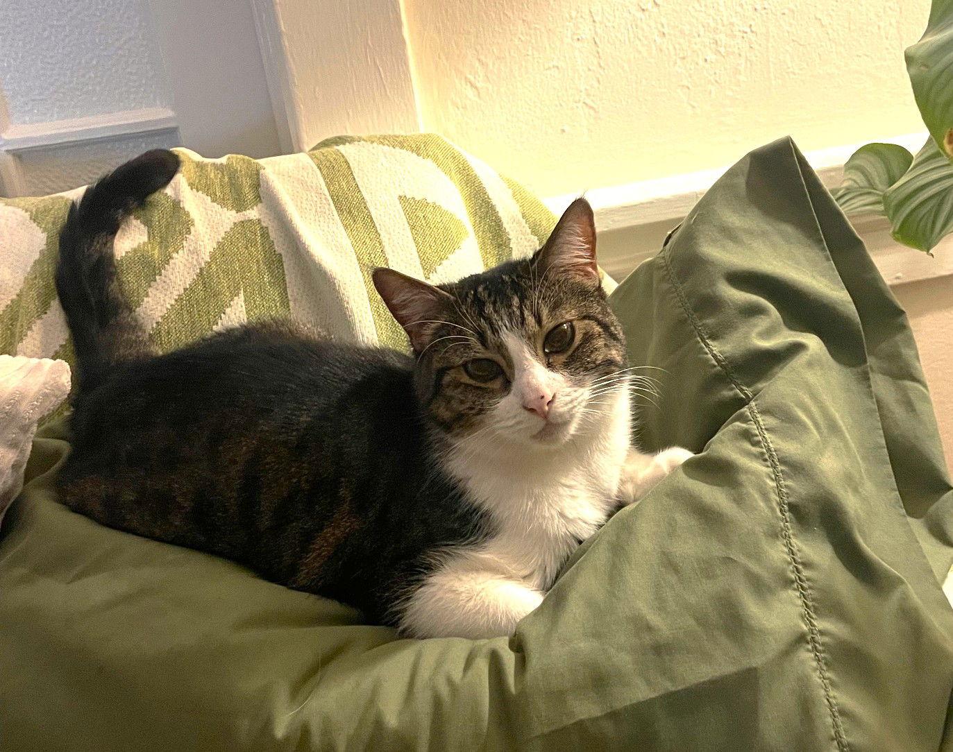 Koala, Adoptable, Senior Female Tabby & Domestic Short Hair.
