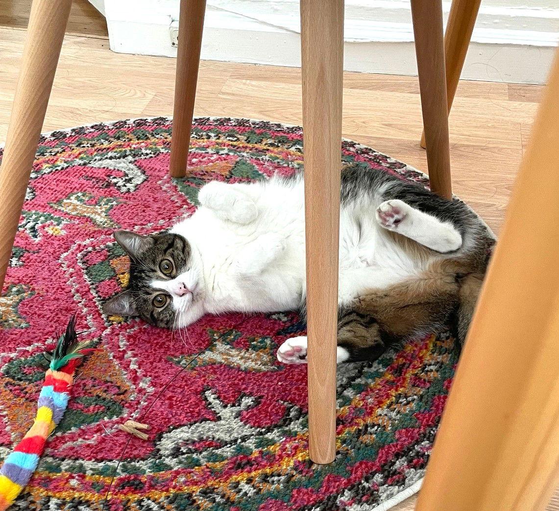 Koala — thumbnail 8