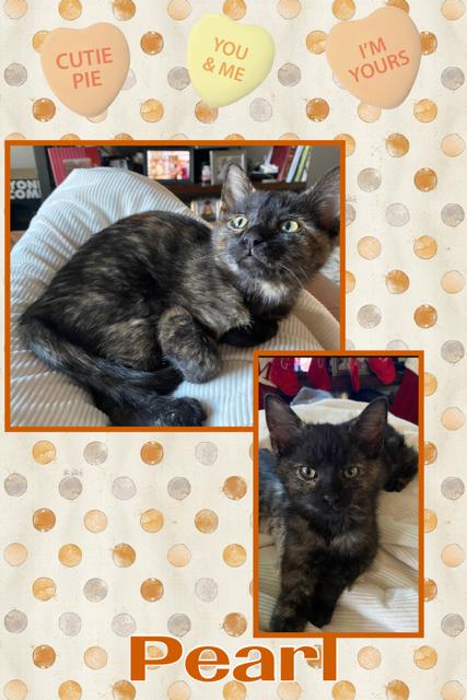 Pearl, adopted, Young Female Domestic Short Hair.