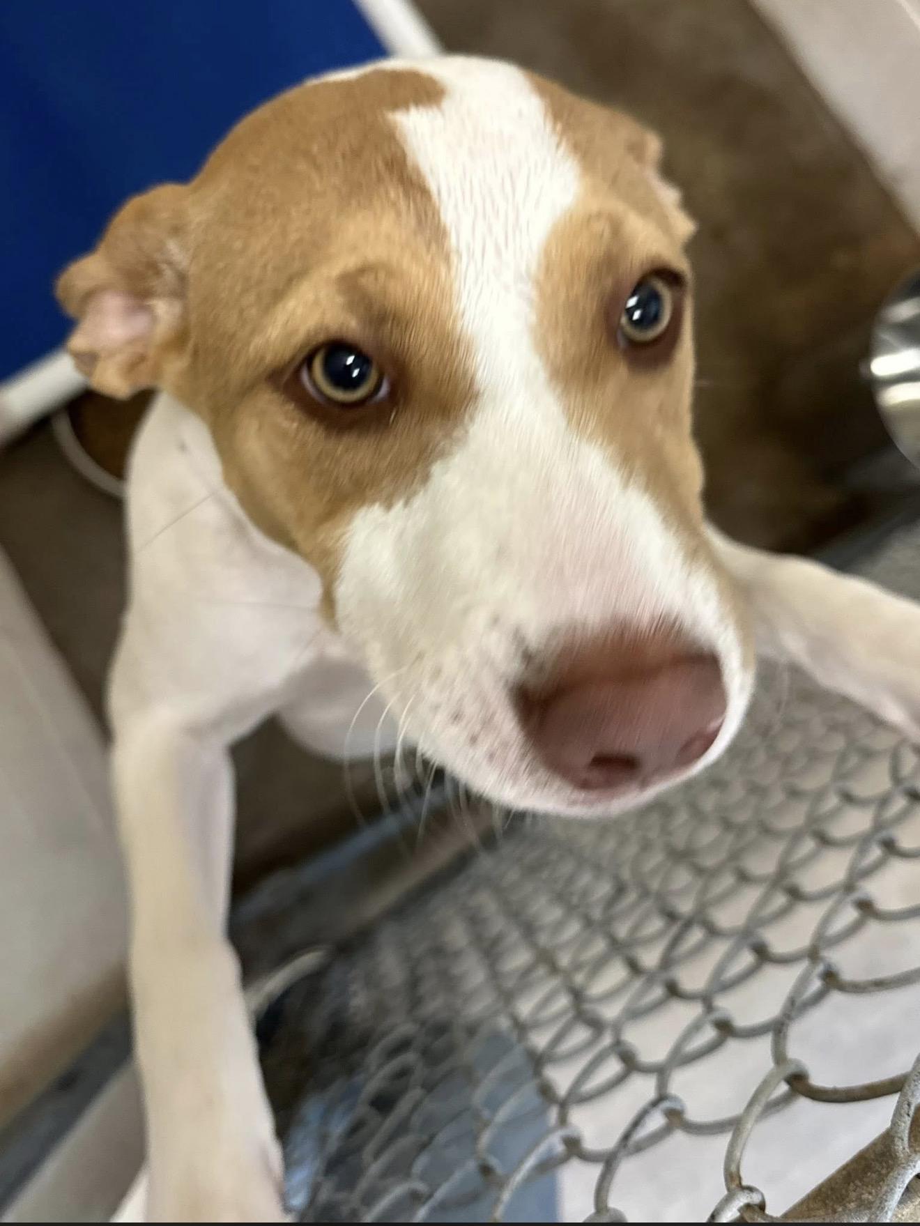 Enlarge Miracle (ID# A2025117), an adopted mixed breed in Sherman, TX image 1/1