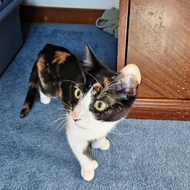 Enlarge Carrie, an adoptable Calico in Delmar, NY image 1/2