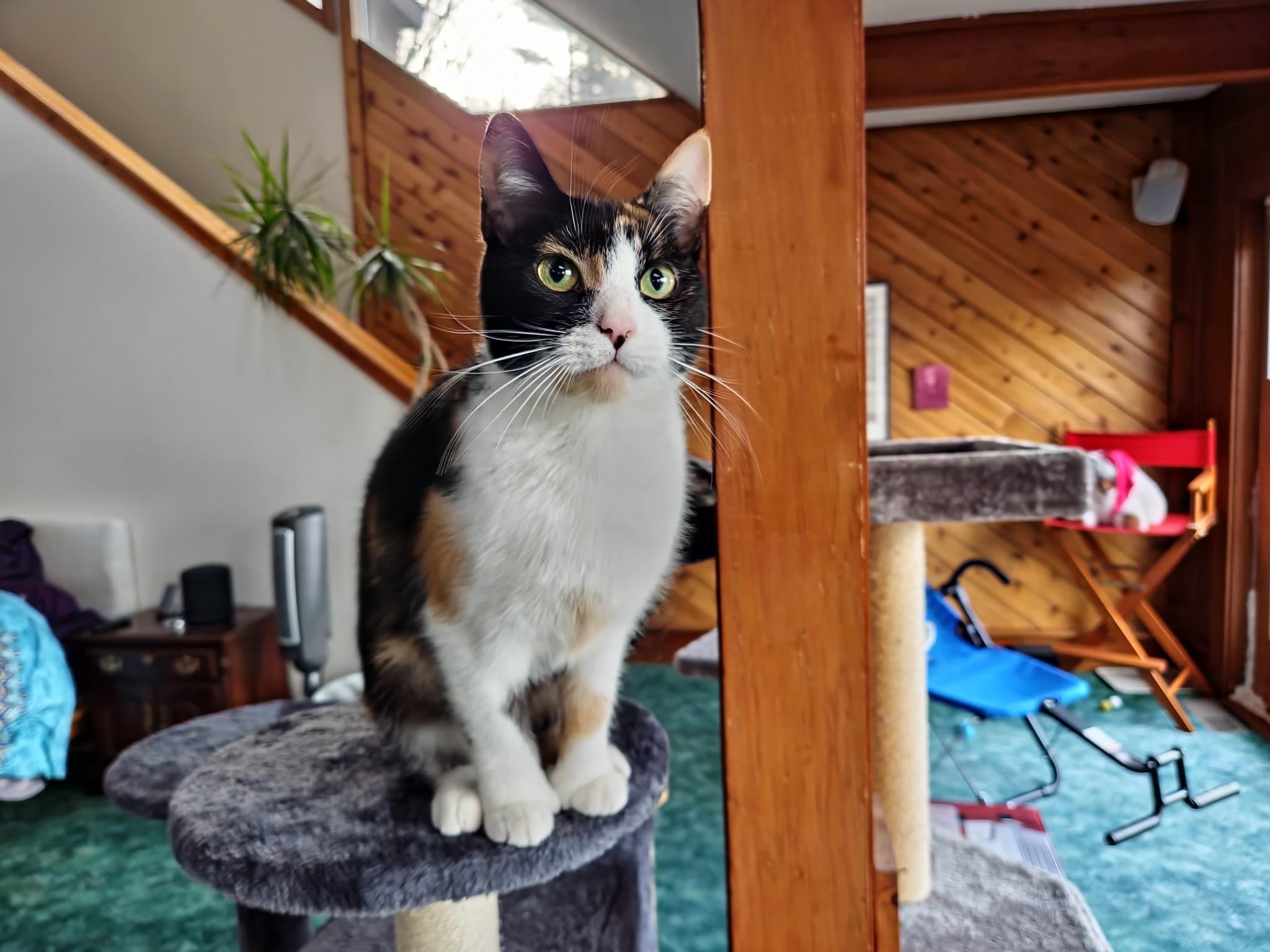 Enlarge Carrie, an adoptable Calico in Delmar, NY image 2/2