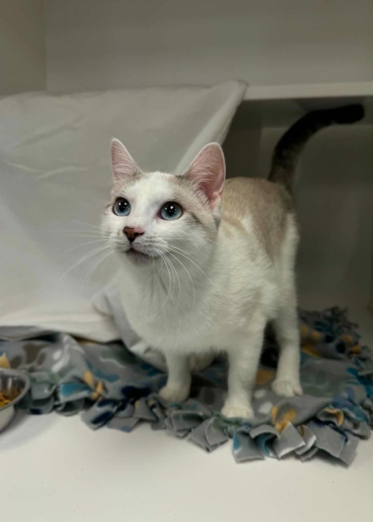 Minah, Adoptable, Kitten Female Domestic Short Hair.