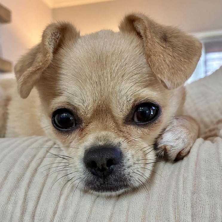 Greta