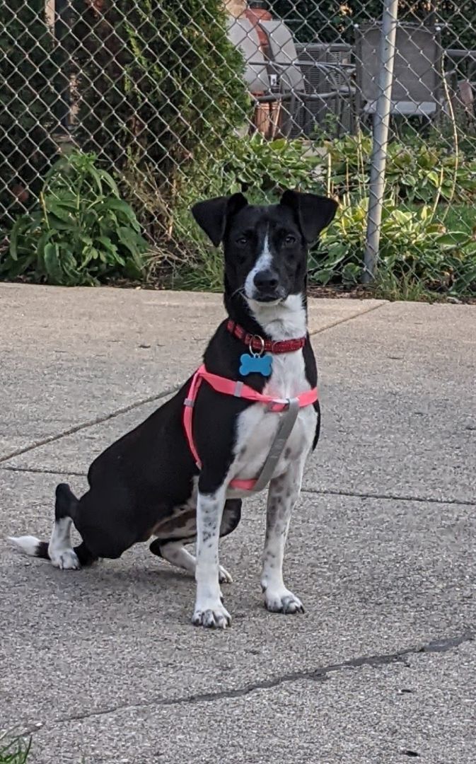 Enlarge Princesa , a Adopted mixed breed in West Linn, OR image 1/6