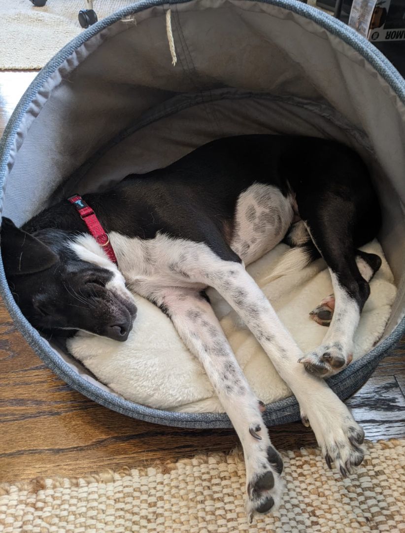 Enlarge Princesa , a Adopted mixed breed in West Linn, OR image 2/6