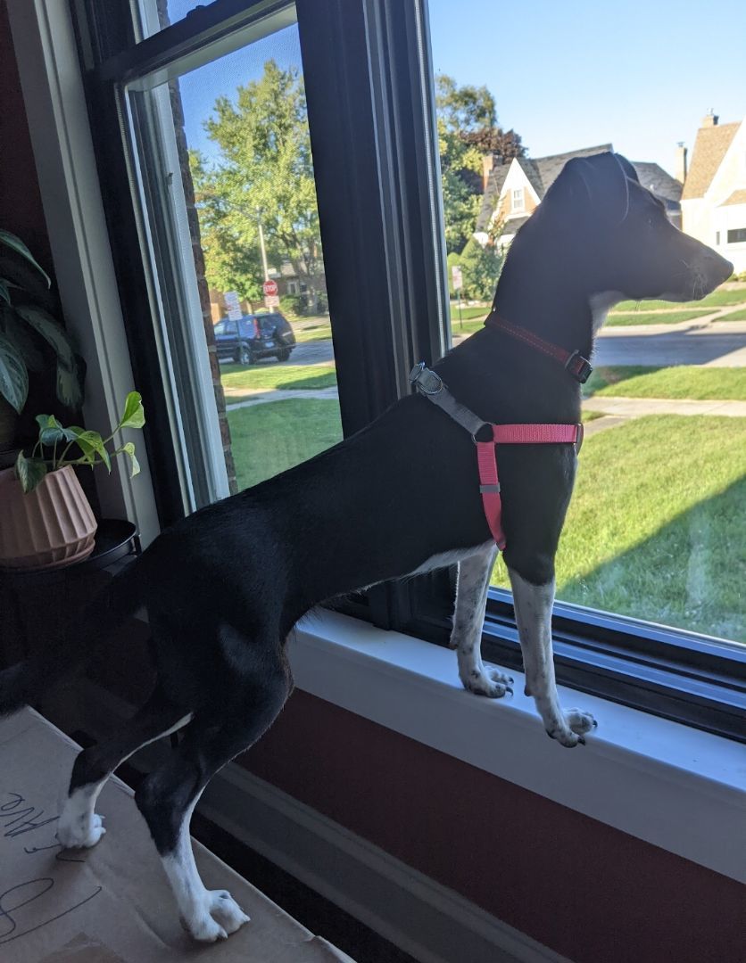 Enlarge Princesa , a Adopted mixed breed in West Linn, OR image 3/6