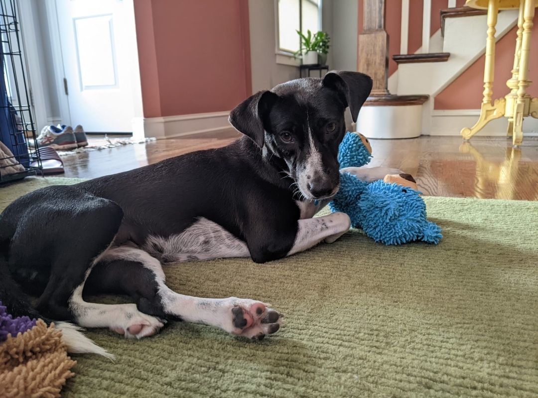 Enlarge Princesa , a Adopted mixed breed in West Linn, OR image 5/6