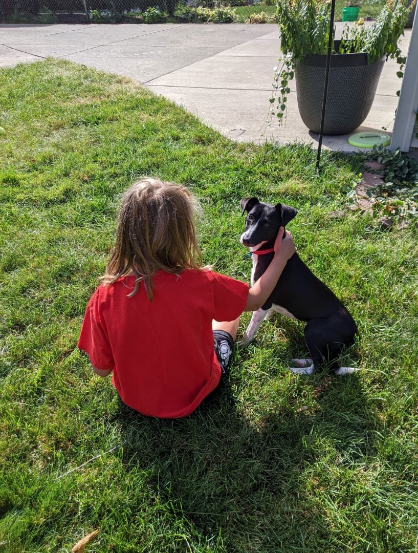 Enlarge Princesa , a Adopted mixed breed in West Linn, OR image 6/6