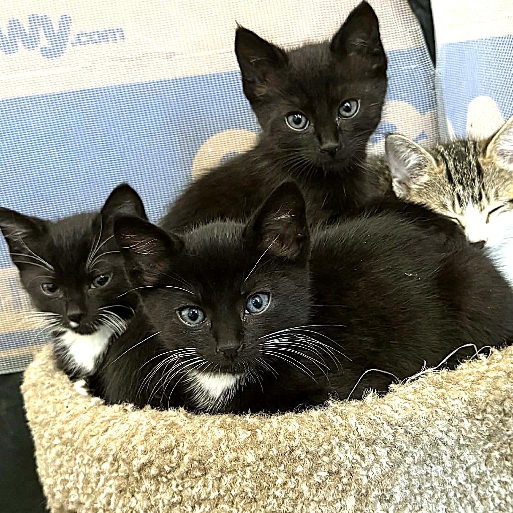 Enlarge Freddie Mercury, a Adoptable Domestic Short Hair in Escondido, CA image 1/6