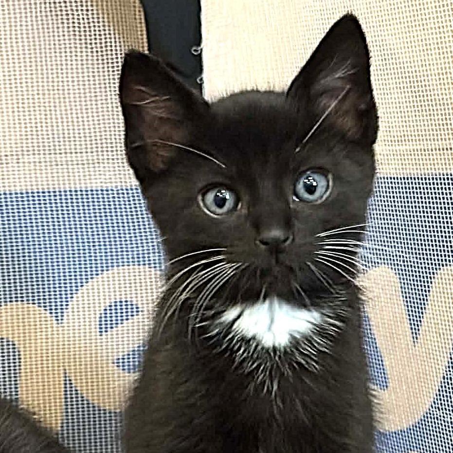 Enlarge Freddie Mercury, a Adoptable Domestic Short Hair in Escondido, CA image 2/6