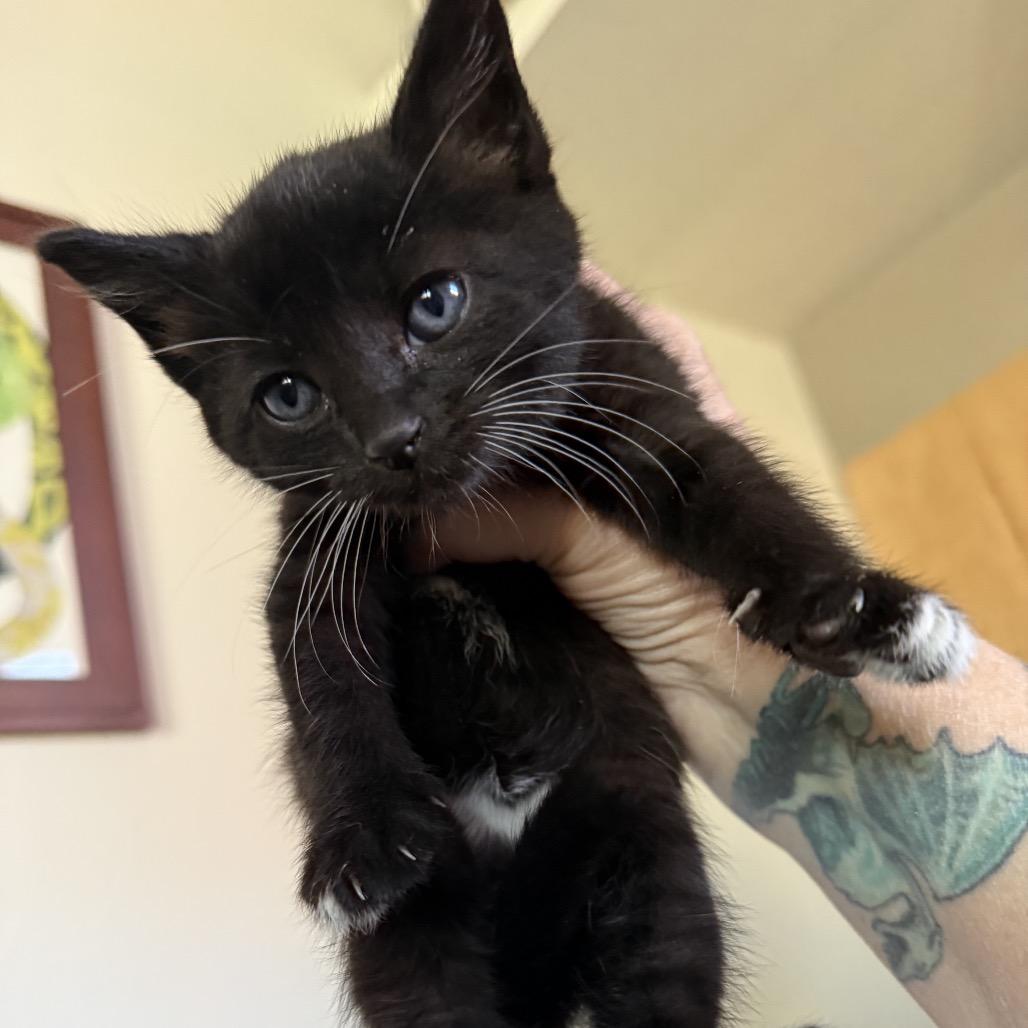 Enlarge Freddie Mercury, a Adoptable Domestic Short Hair in Escondido, CA image 3/6