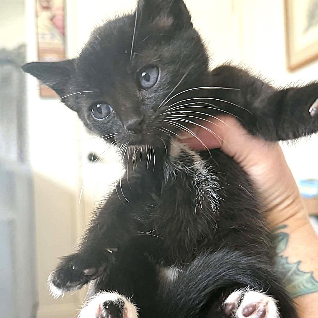 Enlarge Freddie Mercury, a Adoptable Domestic Short Hair in Escondido, CA image 4/6
