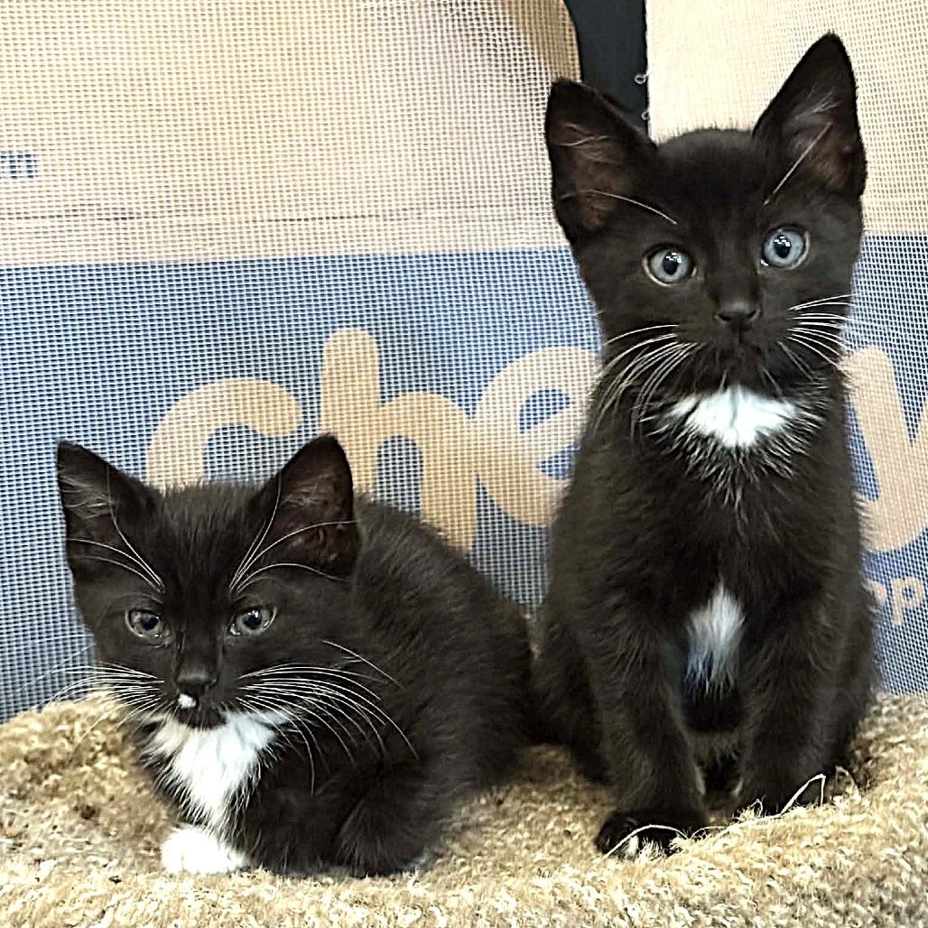 Enlarge Freddie Mercury, a Adoptable Domestic Short Hair in Escondido, CA image 5/6