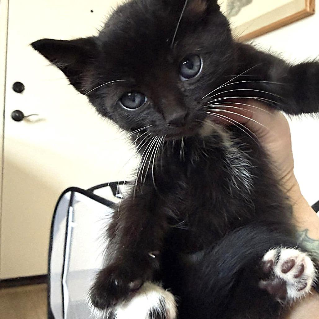 Enlarge Freddie Mercury, a Adoptable Domestic Short Hair in Escondido, CA image 6/6