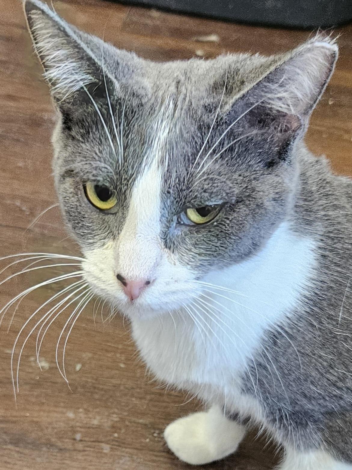 Tamara, a Adoptable Domestic Short Hair in Orange, CA image 2/3