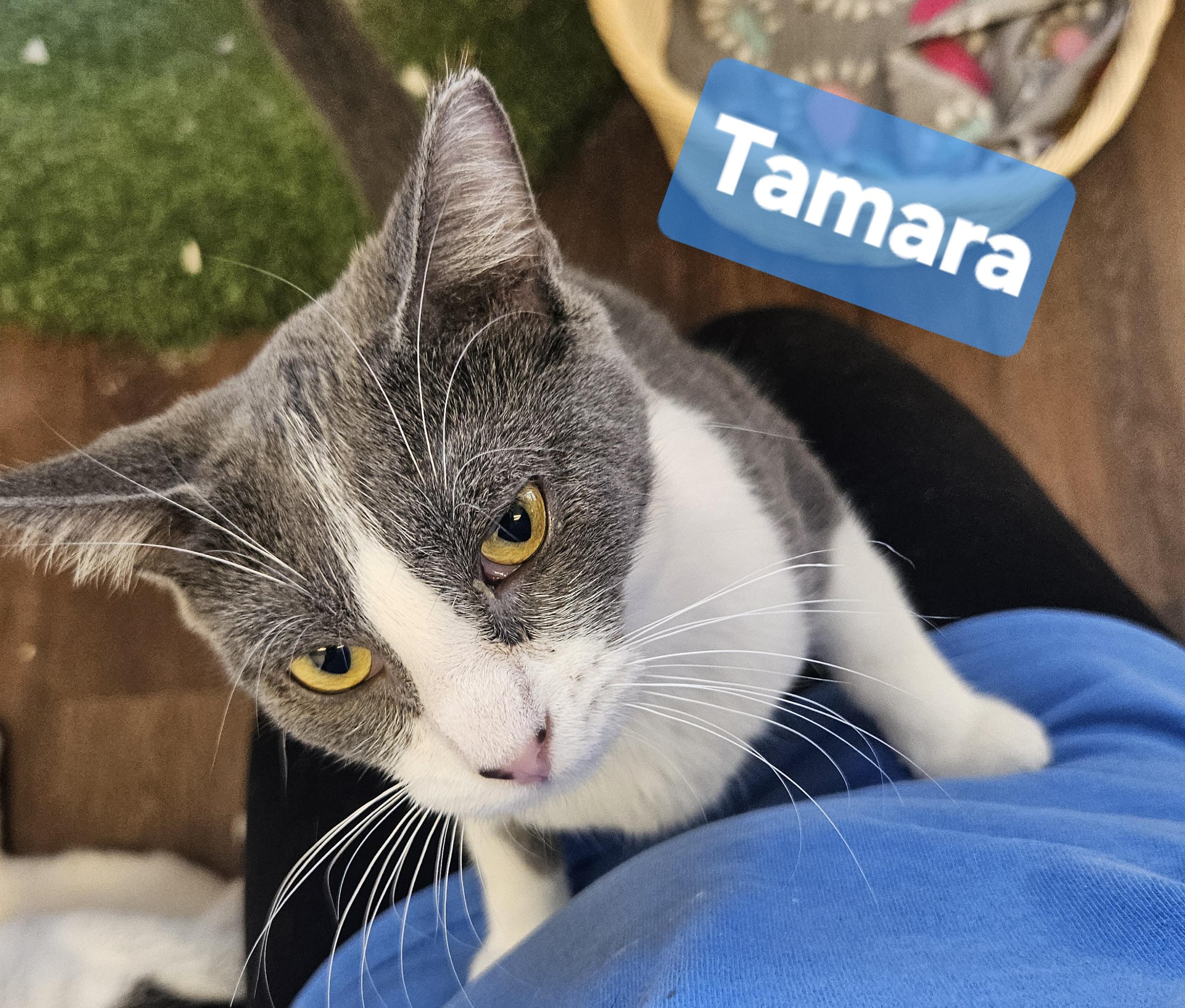 Tamara, a Adoptable Domestic Short Hair in Orange, CA image 3/3