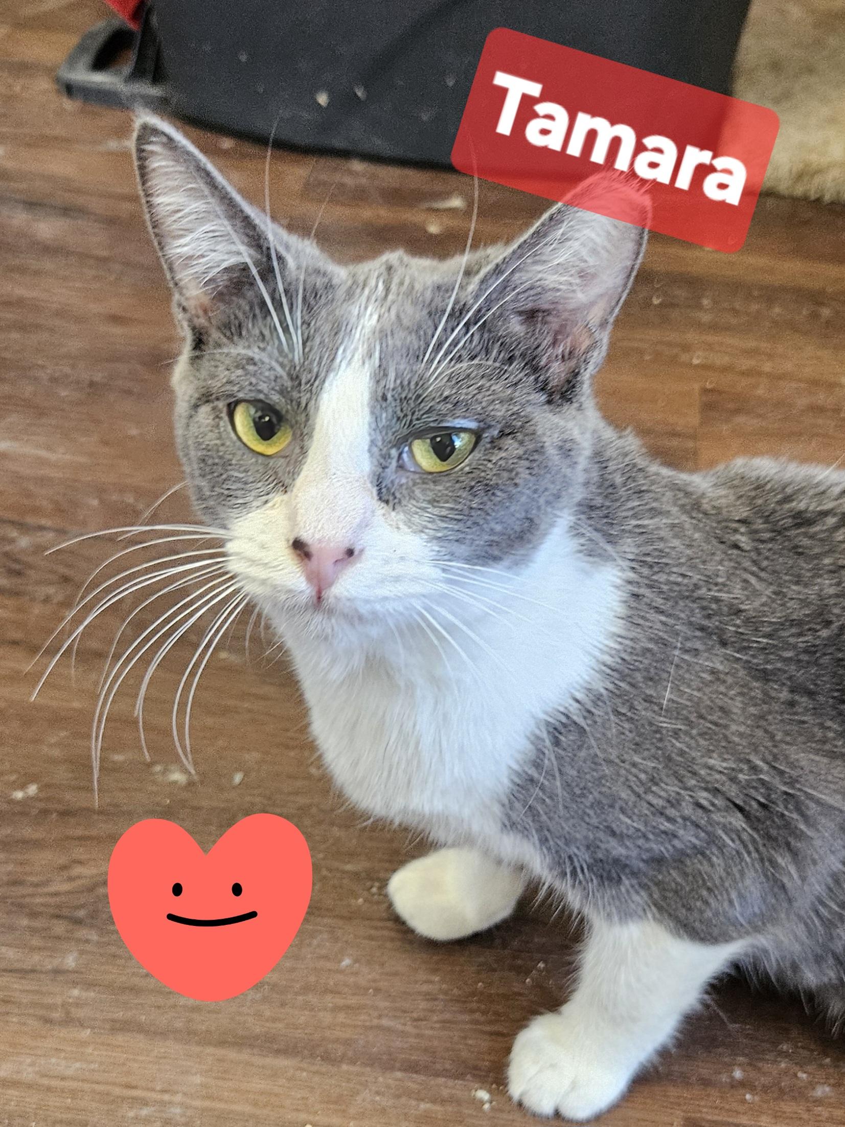 Tamara, a Adoptable Domestic Short Hair in Orange, CA image 1/3