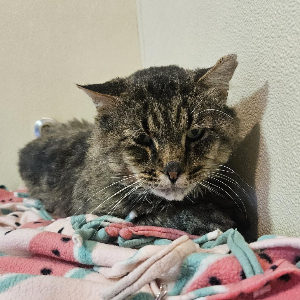 Orion, Adoptable, Adult Male Domestic Short Hair.