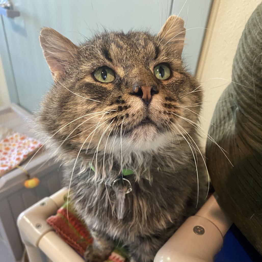 Enlarge Orion, a Adoptable Domestic Short Hair in Lakewood, CO image 2/2