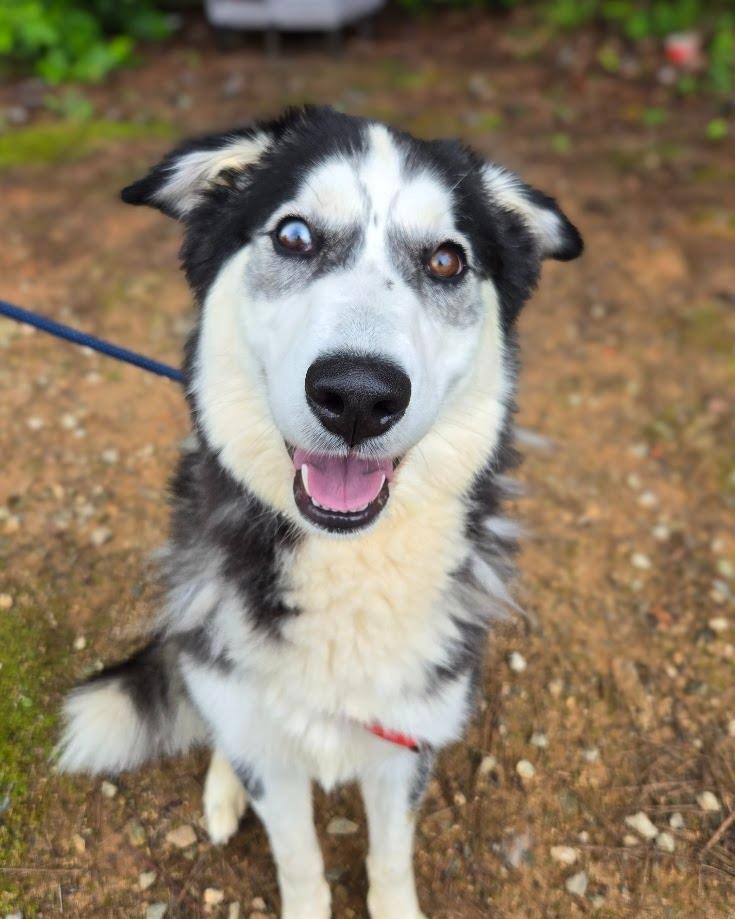 Enlarge Lisa, a Adoptable Siberian Husky in Douglasville, GA image 1/4