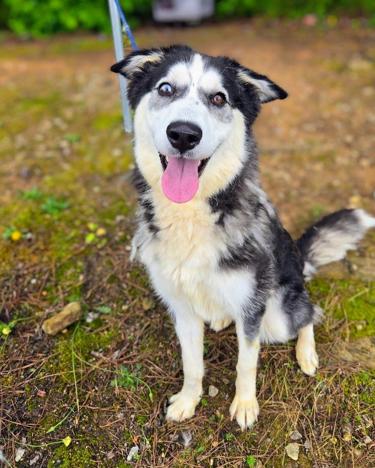 Enlarge Lisa, a Adoptable Siberian Husky in Douglasville, GA image 2/4