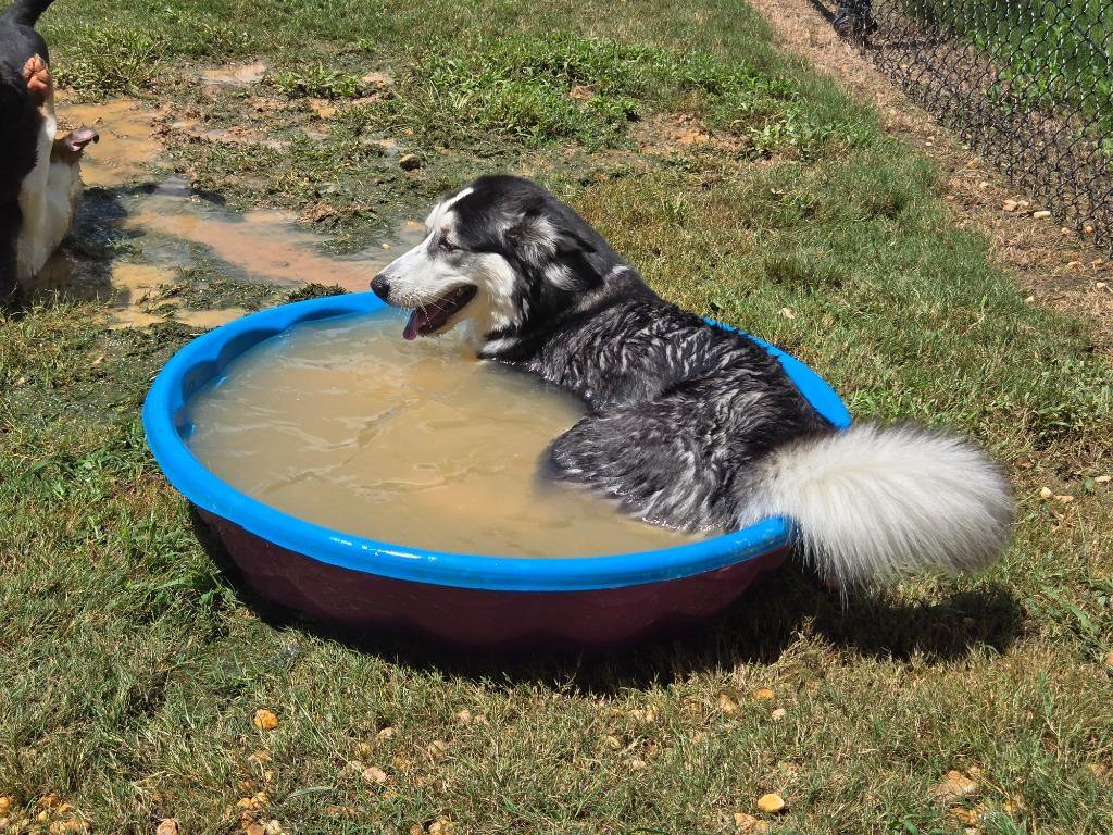 Enlarge Lisa, a Adoptable Siberian Husky in Douglasville, GA image 4/4