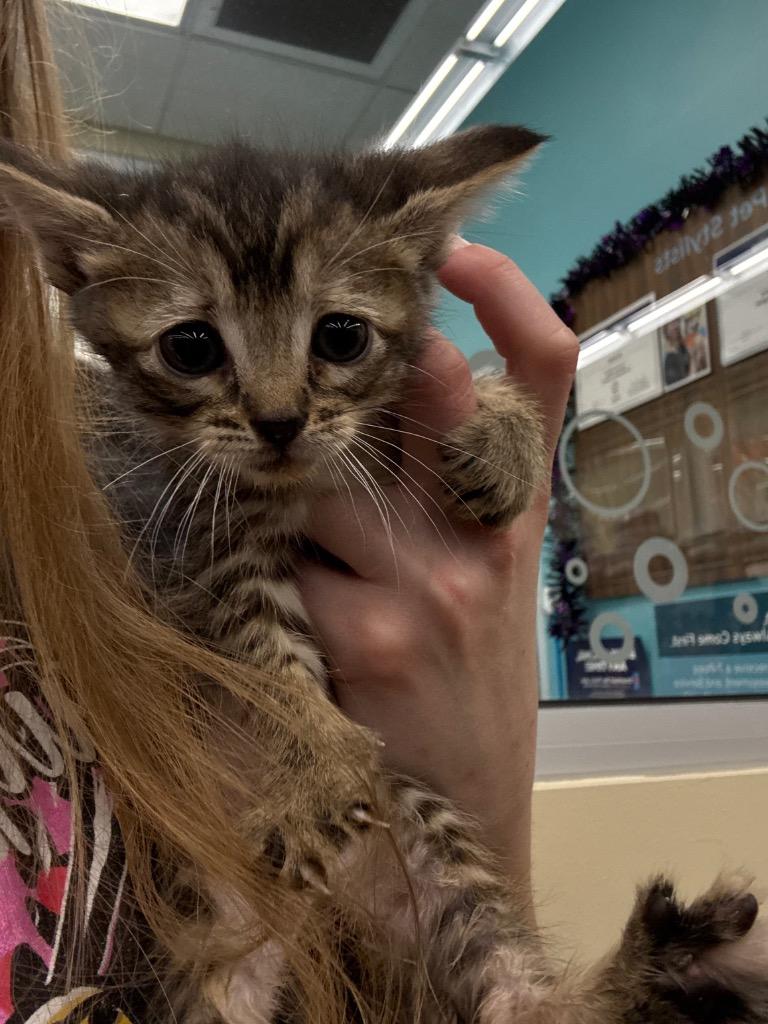 Lebron fka Lizzie, Adopted, Kitten Female Domestic Short Hair.