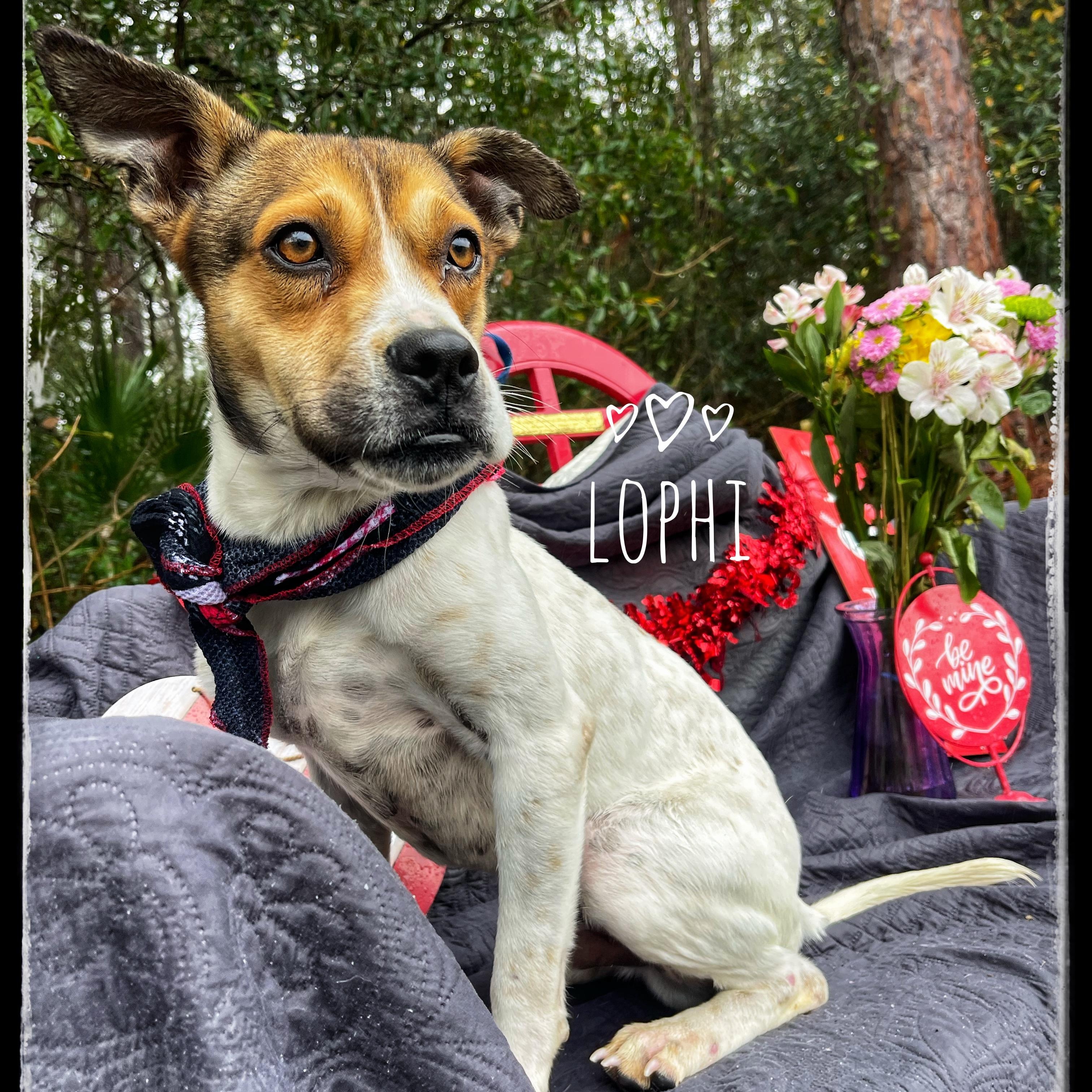 Lophi, Adoptable, Young Male Jack Russell Terrier & Hound.