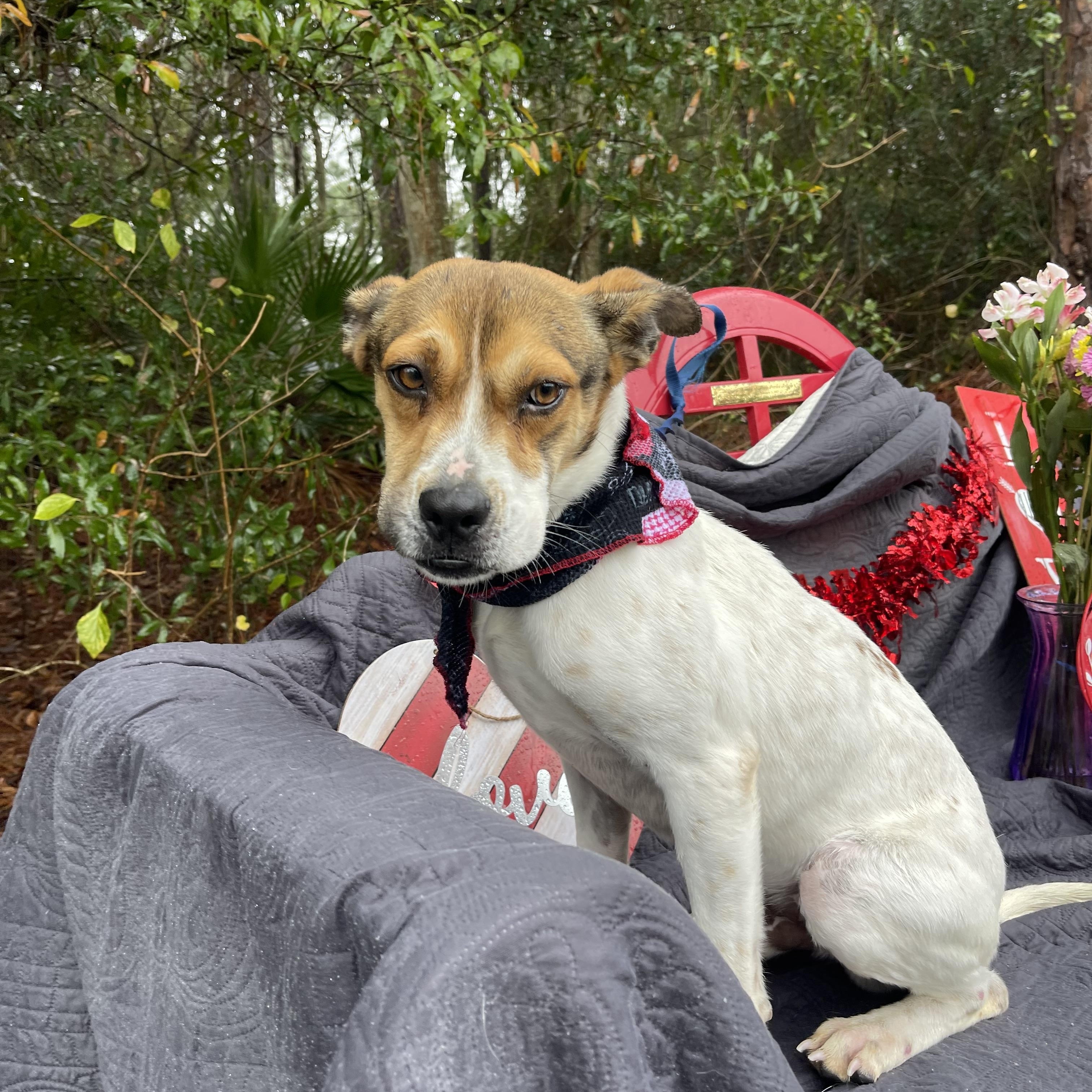 Lophi, a Adoptable mixed breed in Sebring, FL image 4/5