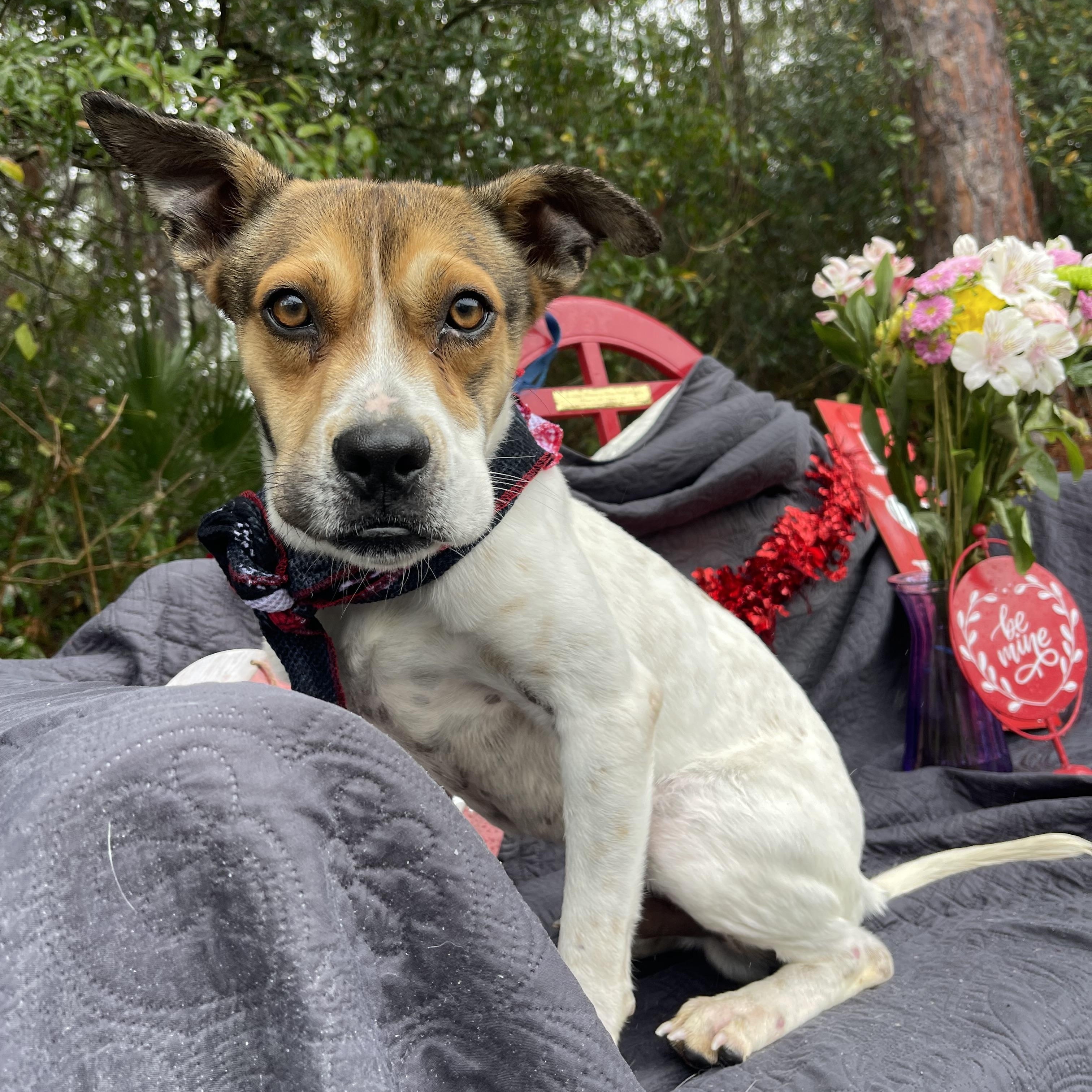 Lophi, a Adoptable mixed breed in Sebring, FL image 3/5