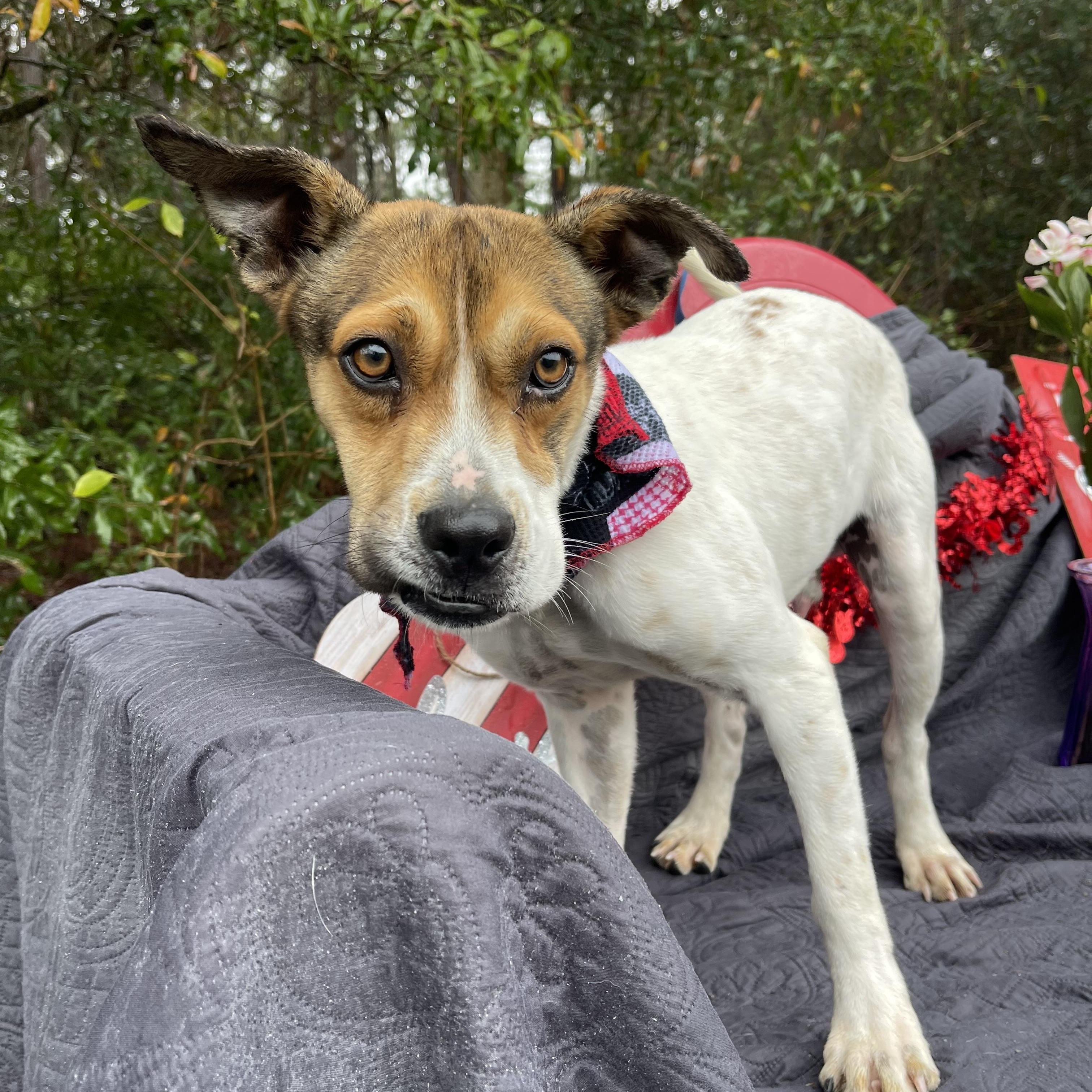 Lophi, a Adoptable mixed breed in Sebring, FL image 2/5