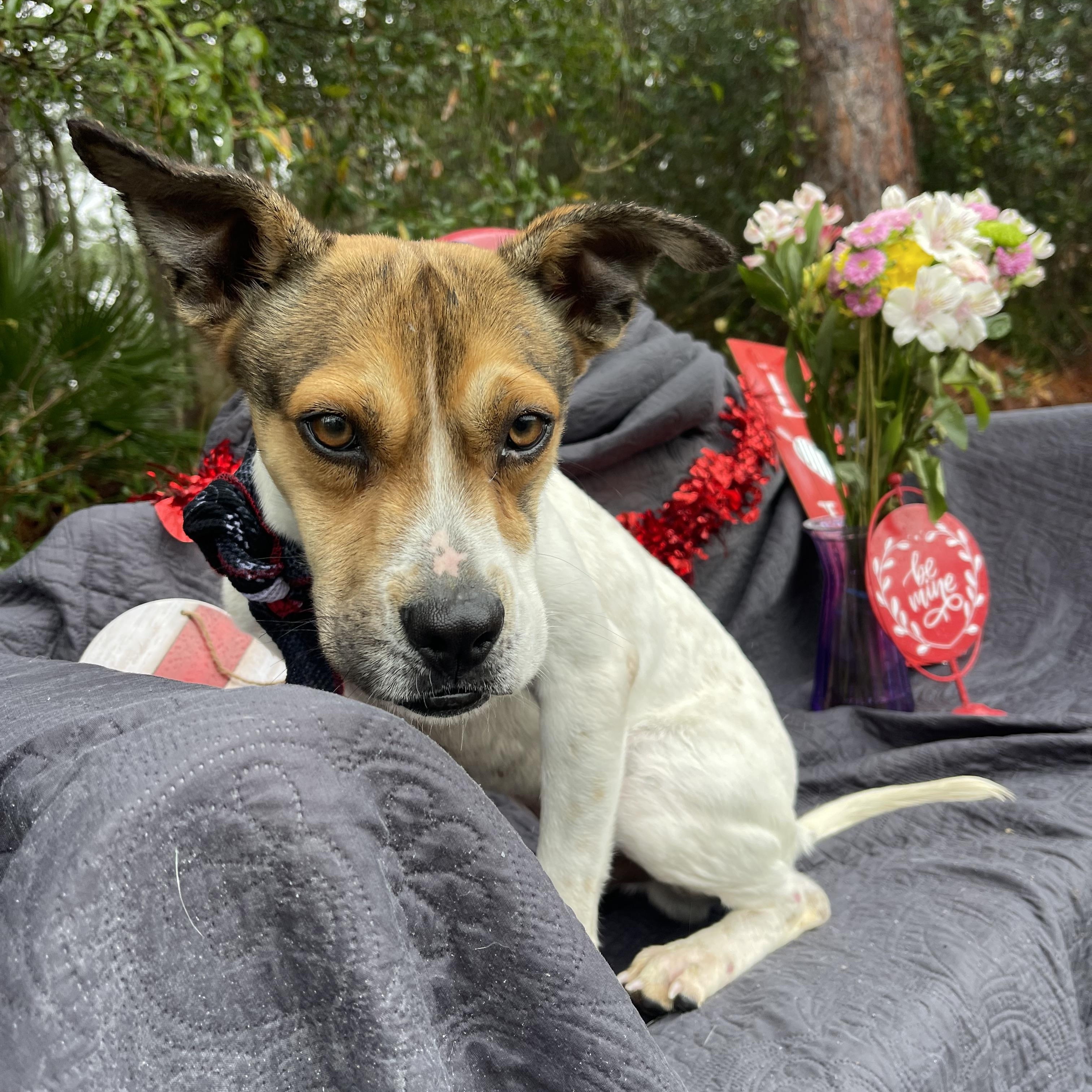 Lophi, a Adoptable mixed breed in Sebring, FL image 5/5