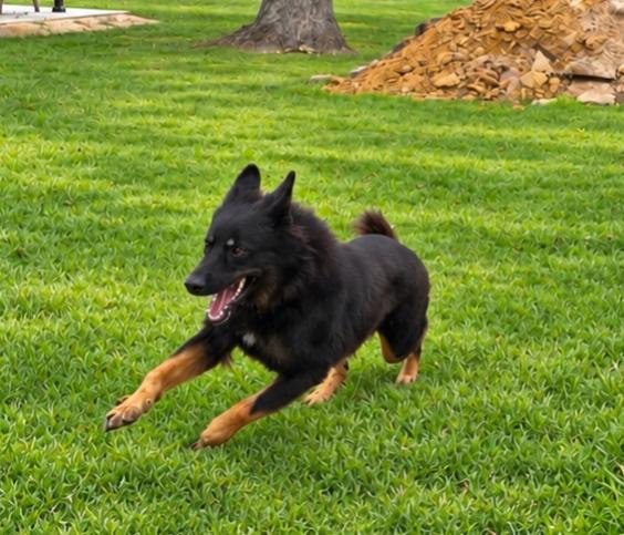Enlarge ZYPHER, a Adoptable German Shepherd Dog in Ann Arbor, MI image 4/6